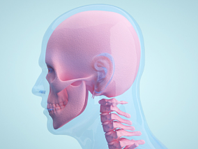 人体头部骨骼 人体医疗结构背景 人体 器官 医疗解剖 医学动画 血管系统 人体结构 肌肉组织 骨骼神