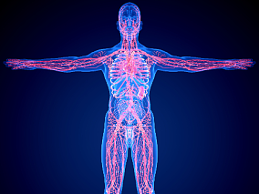 人体医疗血管分布图 人体 器官 医疗解剖 医学动画 血管系统 人体结构 肌肉组织 骨骼神经