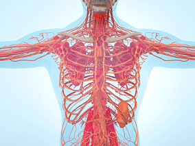 人体胸部血管系统 人体医疗结构背景 人体 器官 医疗解剖 医学动画 血管系统 人体结构 肌肉组织