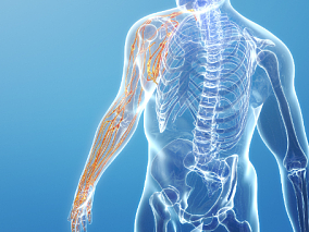 人体右上肢神经结构 人体 器官 医疗解剖 医学动画 血管系统 人体结构 肌肉组织 骨骼神经