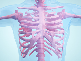 人体胸部部骨骼 人体医疗结构背景 (4 人体 器官 医疗解剖 医学动画 血管系统 人体结构 肌肉组织