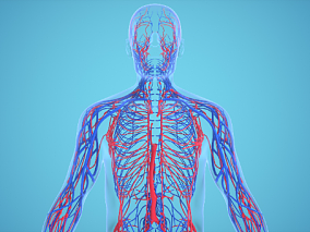 人体血管医疗结构背景 人体 器官 医疗解剖 医学动画 血管系统 人体结构 肌肉组织 骨骼神经