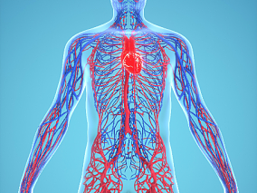 器官c4d背景 医疗健康人体 器官 医疗解剖 医学动画 血管系统 人体结构 肌肉组织 骨骼神经