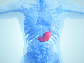 胃 人体医疗结构背景 人体 器官 医疗解剖 医学动画 血管系统 人体结构 肌肉组织 骨骼神经