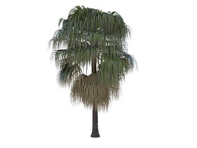 美丽蒲葵 棕榈树  Vary模型