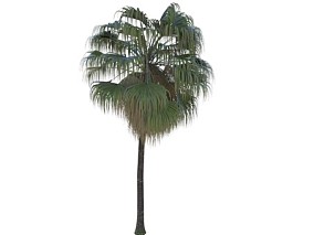 大果蒲葵 棕榈树  Vary模型