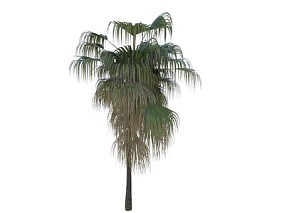 蒲葵 棕榈树  Vary模型