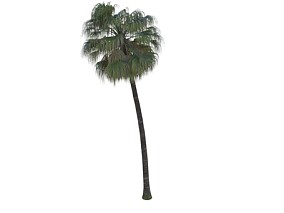 澳洲蒲葵 棕榈树  Vary模型