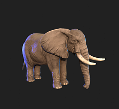 大象 哺乳类 动物 写实