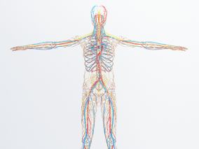 人体医学标本 血管 男性神经系统