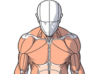 不同角度的人体站姿肌肉绘画参考，简单明了！