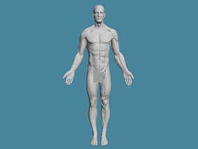 男性肌肉结构cg模型