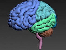 大脑3d模型
