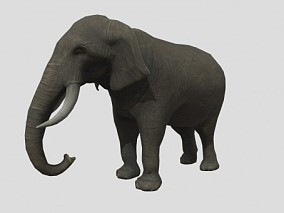 写实大象 泰国大象 非洲大象 中国大象 大象 野生大象 长鼻象 动物 3d模型