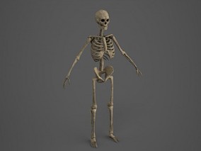 骷髅骨架CG模型