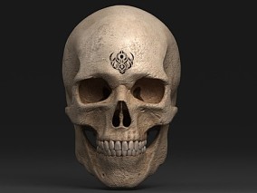 头骨  骷髅 3d模型