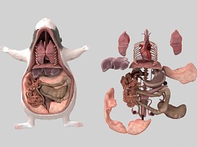 老鼠内脏器官 动物解剖 3d模型
