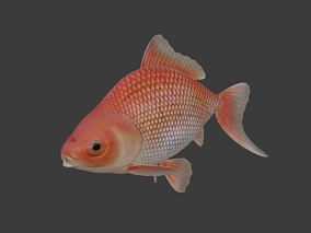 写实鱼类 写实动物 浅水鱼 带动画金鱼   金鱼