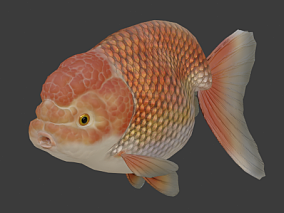 游动金鱼带动画CG模型