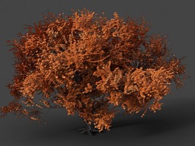 枫树  3d模型