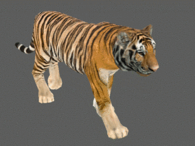 老虎  3d模型