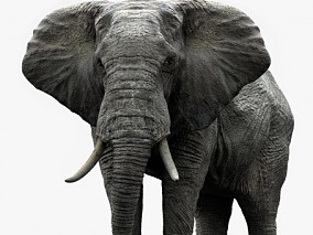 次时代PBR超精细非洲大象CG模型