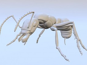 蚂蚁 昆虫 3d模型