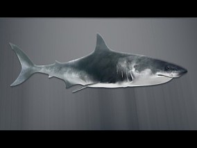 鲨鱼 3d模型