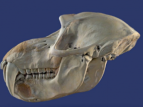 龙头骨 鸟类骨头 骨骼 动物头骨 3d模型