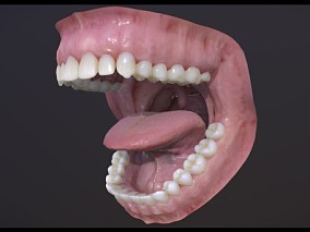 牙 口腔牙科假牙CG模型