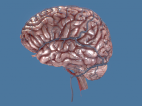 大脑 人脑额叶CG模型
