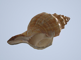 海螺3D模型