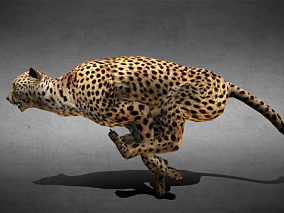 带有流畅奔跑动作的豹子 3d模型