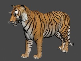 老虎3D模型(动作)
