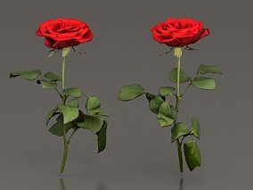 鲜花 花草 小花 情人节 花朵 带刺红玫瑰 花卉 一束玫瑰花 美陈 3d模型