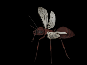 写实蚂蚁 切叶蚁 写实昆虫 蚁科 节肢动物 行军蚁 工蚁 雄蚁 兵蚁 蚁巢 蚂蚁 黑蚁