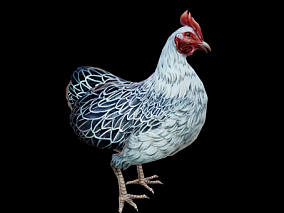 3D模型 3D动物 鸡 公鸡