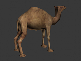 骆驼 3D模型  带动画