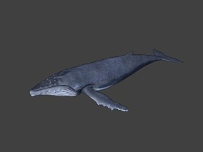鱼 鲸鱼 蓝鲸 鲸鲨 水生物 巨型鲸鱼 虎鲸 抹香鲸 海洋鲸鱼 哺乳动物