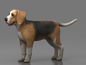 写实狗 比格犬 动物 小狗 宠物 dog 萌宠 Beagle 看门狗 大型犬 米格鲁猎兔犬 3d模型