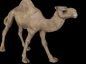 骆驼 写实 沙漠骆驼 单峰驼 沙漠骆驼