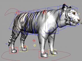 白虎 老虎 maya绑定白虎模型带骨骼权重控制器