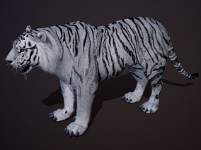 哺乳动物 老虎 白虎 孟加拉虎 东北虎 华南虎 野兽 3d模型