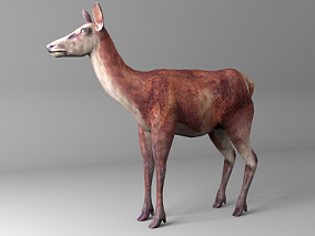 免费的鹿 驯鹿 野鹿 羚羊  3d模型