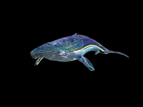 鲸鱼 鲲 3d模型