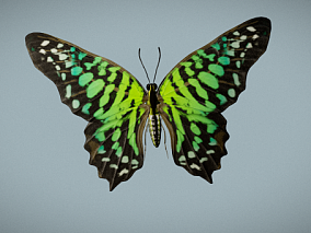 写实蝴蝶 节肢动物门 昆虫纲 鳞翅目 锤角亚目动物 美丽花蝴蝶 绿蝴蝶 3d模型