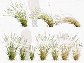 草 河边草 湿地草 燕麦草  3d模型