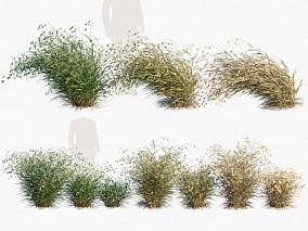 小盼草 草 河边草 湿地草 滨草 风吹过的草 不同季节的草 3d模型