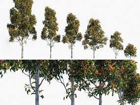 杜英属 乔木 红叶乔木 景观树 树 3d模型