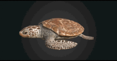 【带12种动画】大乌龟 深海龟 乌龟 海龟 陆行龟 写实大龟 绿甲海龟